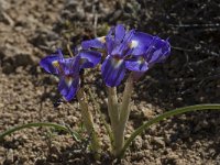 Gynandriris sisyrinchium 13, Saxifraga-Willem van Kruijsbergen