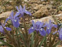 Gynandriris sisyrinchium 24, Saxifraga-Jan van der Straaten