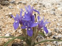 Gynandriris sisyrinchium 26, Saxifraga-Jan van der Straaten