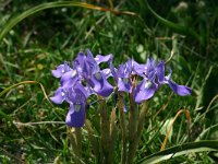 Gynandriris sisyrinchium 3, Saxifraga-Dirk Hilbers