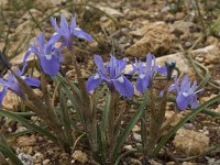 Gynandriris sisyrinchium 38, Saxifraga-Willem van Kruijsbergen