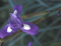 Gynandriris sisyrinchium 4, Saxifraga-Jan de Laat