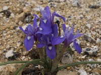 Gynandriris sisyrinchium 40, Saxifraga-Willem van Kruijsbergen