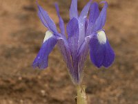 Gynandriris sisyrinchium 42, Saxifraga-Willem van Kruijsbergen