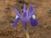 Gynandriris sisyrinchium 44, Saxifraga-Willem van Kruijsbergen