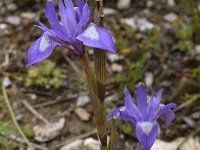 Gynandriris sisyrinchium 46, Saxifraga-Harry Jans