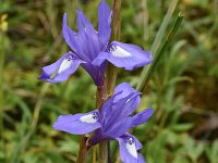 Gynandriris sisyrinchium 48, Saxifraga-Harry Jans