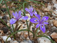 Gynandriris sisyrinchium 49, Saxifraga-Harry Jans