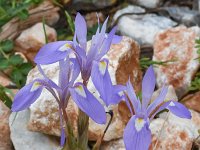 Gynandriris sisyrinchium 50, Saxifraga-Harry Jans