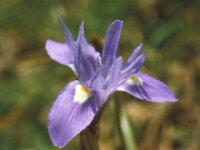 Gynandriris sisyrinchium 51, Saxifraga-Jan van der Straaten