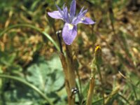 Gynandriris sisyrinchium 52, Saxifraga-Jan van der Straaten