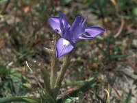 Gynandriris sisyrinchium 53, Saxifraga-Jan van der Straaten