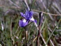 Gynandriris sisyrinchium 6, Saxifraga-Rutger Barendse