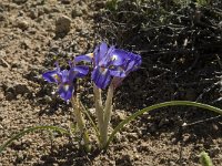 Gynandriris sisyrinchium 8, Saxifraga-Jan van der Straaten