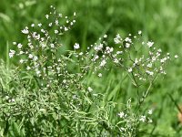 Gypsophila paniculata