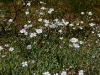 Gypsophila repens 11, Saxifraga-Ed Stikvoort