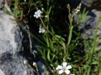 Gypsophila repens 12, Saxifraga-Ed Stikvoort