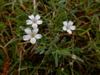 Gypsophila repens 14, Saxifraga-Ed Stikvoort