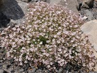 Gypsophila repens 15, Saxifraga-Harry Jans