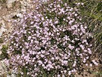 Gypsophila repens 17, Saxifraga-Harry Jans