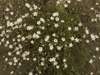 Gypsophila repens 2, Saxifraga-Jan van der Straaten