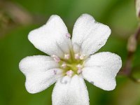 Gypsophila repens 20, Saxifraga-Sonja Bouwman  Kruipend gipskruid - Gypsophila repens - Caryophyllaceae familie; S-Charl (Zw)