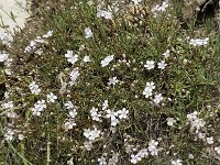 Gypsophila repens 3, Saxifraga-Jan van der Straaten