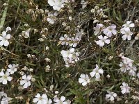 Gypsophila repens 4, Saxifraga-Jan van der Straaten