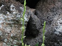 Habenaria tridactylites 2, Saxifraga-Dirk Hilbers