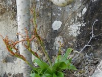 Habenaria tridactylites 3, Saxifraga-Rutgers Barendse