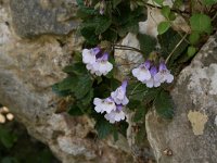 Haberlea rhodopensis 10, Saxifraga-Dirk Hilbers