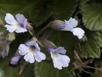 Haberlea rhodopensis 11, Saxifraga-Willem van Kruijsbergen