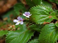 Haberlea rhodopensis 3, Saxifraga-Willem van Kruijsbergen