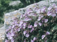 Haberlea rhodopensis 4, Saxifraga-Eugen Schaub