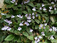 Haberlea rhodopensis 8, Saxifraga-Dirk Hilbers