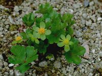 Hacquetia epipactis 2, Saxifraga-Willem van Kruijsbergen