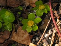 Hacquetia epipactis 3, Saxifraga-Jasenka Topic