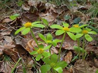 Hacquetia epipactis 6, Saxifraga-Jeroen Willemsen