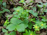 Hacquetia epipactis 9, Saxifraga-Rutger Barendse