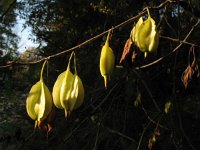 Halesia carolina 2, Saxifraga-Rutger Barendse