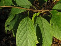 Halesia carolina 3, Saxifraga-Rutger Barendse