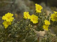 Halimium atriplicifolium 3, Saxifraga-Jan van der Straaten