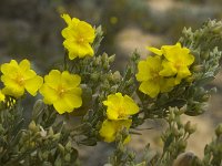 Halimium atriplicifolium 4, Saxifraga-Willem van Kruijsbergen