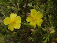 Halimium calycinum 11, Saxifraga-Willem van Kruijsbergen