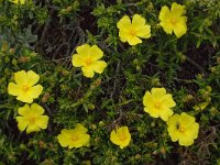 Halimium calycinum 2, Saxifraga-Willem van Kruijsbergen