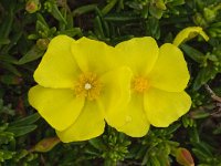 Halimium calycinum 3, Saxifraga-Willem van Kruijsbergen