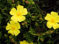 Halimium calycinum 7, Saxifraga-Jan van der Straaten