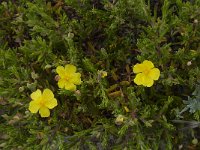 Halimium calycinum 8, Saxifraga-Willem van Kruijsbergen