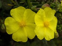 Halimium calycinum 9, Saxifraga-Willem van Kruijsbergen