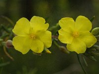 Halimium commutatum 3, Saxifraga-Willem van Kruijsbergen